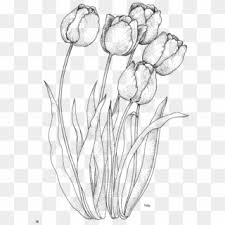 Check spelling or type a new query. Fotki Coloring Pages Nature Flower Coloring Pages Draw Tulips Hd Png Download 590x800 3754 Pngfind