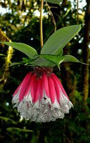 Woodland is home to some of the uk's rarest flowering plants. Bomarea Pardina Flowers Strange Flowers Rare Flowers Unusual Flowers