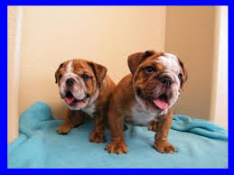 1.9 doublewide olde english bulldogges; Brindle English Bulldog Puppies For Sale In Chula Vista California Classified Americanlisted Com