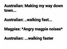 On Springtime Rituals Australia Funny Australian Memes Aussie Memes