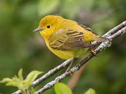 Some of these are powerline corridors, bramble bushes, and scrubs along rivers. Common Yellowthroat Identification All About Birds Cornell Lab Of Ornithology
