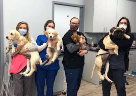Current clients can now email the hospital with simple questions regarding your avian or exotic pets. Green Bay Animal Hospital Wilmette Veterinarians