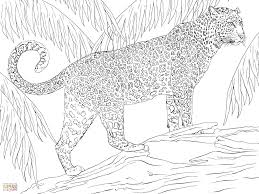 Jaguar Coloring Pages Zoo Animal Coloring Pages Coloring Pages Animal Coloring Pages