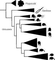 Image result for Lentibulariaceae