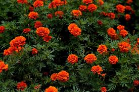 Maybe you would like to learn more about one of these? 4 Types Of Marigolds Plus How To Grow And Benefits Marigolds Guide Home Stratosphere