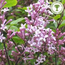 Syringa Meyeri Palibin Tree Syringa Dwarf Lilac Garden Shrubs