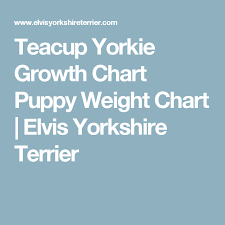 Teacup Yorkie Growth Chart Puppy Weight Chart Elvis