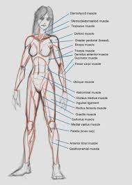 Hi, welcome to anatomy 2.0: Pin On Human Reference