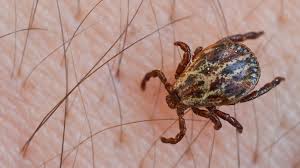 Ce sont des parasites qui appartiennent à la famille des ixodidae. Sorties Deconfinees Attention Aux Tiques