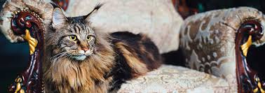 Maybe you would like to learn more about one of these? All About Pets Blog Advice Pet Care For Animal Lovers