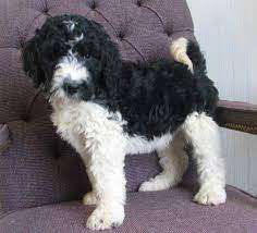 Springerdoodle Puppies For Sale Puppies For Sale Labradoodles Springerdoodles In Rock Stream New Sproodle Puppies Springerdoodle Unique Dog Breeds