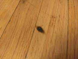 Pieces of wood around your home, shop, or garage can be inadvertently burned through regular wear and tear, whether it's furniture, paneling, a unlike sandpaper, lower numbers of steel wool are finer, but fine steel wools are marked with different numbers of zeroes. How To Fix Hide This Burn Mark In Wood Flooring Album On Imgur