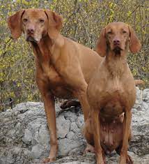 Feel free to browse hundreds of active classified puppy for sale listings, from dog breeders in pa and the surrounding areas. Vizsla Puppies Ohio Sale