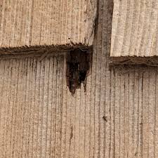 We recommend two effective ways to get rid of drywood termites. How To Get Rid Of Termites Updated For 2021
