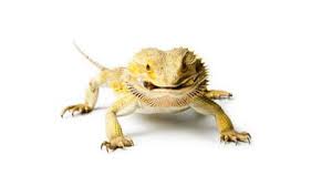 How Long Can Bearded Dragons Go Without Food Vet Explains Pets