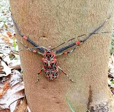 Plants commonly attacked by the harlequin bug include such crucifers as cabbage, cauliflower, collards, mustard, brussels sprouts, turnip, kohlrabi and radish. Inaturalist On Twitter It S Wildlifewednesday And Our Observation Of The Day Is This Harlequin Beetle Seen In Honduras By Rogeradalid More Details At Https T Co Hpyz5voff7 Ootd Insects Entomology Coleoptera Nature Animals Forelegs