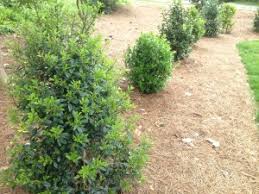 Its common names include southern wax myrtle, southern bayberry, candleberry, bayberry tree, and tallow shrub. A Hedge Of Hollies And Wax Myrtles A Peek At Billy S New Yard Oak Street Garden Shop And Local Market