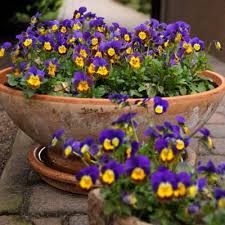 какие цветы посадить на клумбе чтобы цвели все лето фото Razrastaetsya Portulak Ochen Bystro I Eti Cvety Dlya Klumby Cvetushie Vse Leto Nizkoroslye Cvetut S Iyunya Po Sentyabr Vysota Cvety Vyrashivanie Cvetov Sadovye Idei