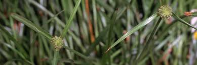 Image result for Kyllinga