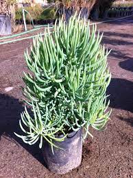 Senecio Vitalis H Ada Googlom Bouture Rosier Comment Bouturer Un Rosier Plantes Grasses