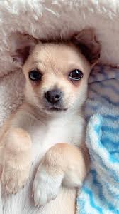 Also how many grams a day should you feed a chihuahua as mine are all over  weight , this is y I want to start home cooking