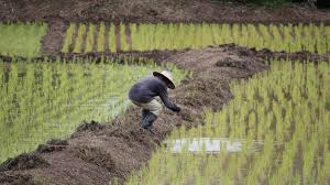 Kajian ini melibatkan 22 orang pesawah iban di kuala tatau mengikut gender, umur dan pengalaman terlibat dalam aktiviti penanaman padi. Petani Thailand Mencuba Yang Baru Cara Yang Mesra Iklim Untuk Menanam Padi Asean Today
