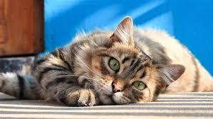 If your kitty has an. Cats Really Do Need Their Humans Even If They Don T Show It