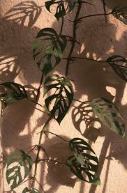 Coleartblog Aesthetic Iphone Wallpaper Plant Aesthetic Plant Wallpaper
