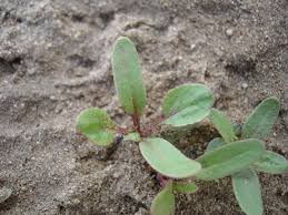 Vegetable Seedling Identification Pictures And Descriptions