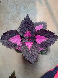 Succulent plants with fleshy, dark purple leaves, thick stems, and branched, flat flower heads are most likely sedum. Raj Garden Plants Coleus Solenostemon With Dark Purple Foliage Leaves Live Plant Trust The Herb