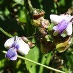 Image result for Phaseolus lunatus