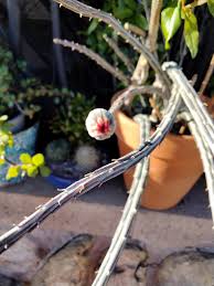 Image result for Kleinia schweinfurthii