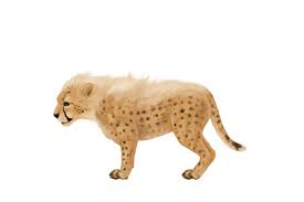Nov 22, 2019 · lions are a great subject for drawing. How To Draw Animals Big Cats Their Anatomy And Patterns