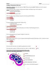Living organisms display the property of metabolism, which is a general term to describe the 3. Cellular Respiration Review Worksheet Key Name Cellular Respiration Review Date Multiple Choice Circle All That Are True There May Be More Than One Course Hero