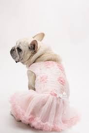 Pink And White Floral Embellished Dog Dress David S Bridal Pink Dog Dress Dog Wedding Dress Dog Wedding