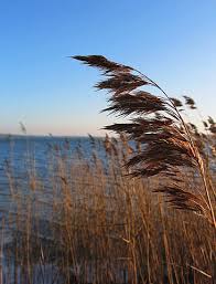 Image result for Phragmites australis