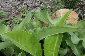 Image result for Kalanchoe gastonis-bonnieri