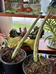 Image result for Kleinia sp.no.1