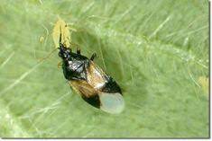 Research has shown that a 2% rosemary oil solution can kill mites, without harming the beneficial predatory mite. 13 Beneficial Insects Ideas Beneficial Insects Insects Garden Insects