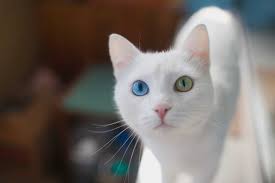 Print these cat coloring pages for your children. Mesmerizing Fun Facts About Cats Eye Colors Cole Marmalade