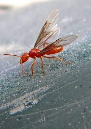 Flying Red Ant Cl động Vật