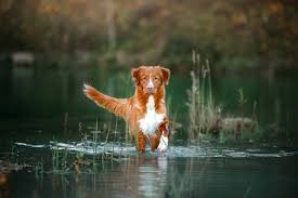 Nova scotia duck tolling retriever. Nova Scotia Duck Tolling Retriever Dog Breed Information