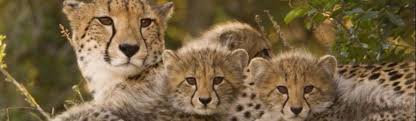 Feel free to contact us. The Story About Cheetahs Sutori
