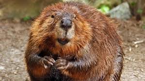 Beaver basement water control system reviews. Beaver Killing Over Home Flooding Prompts Complaint Cbc News
