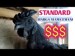 Q A Standard Harga Ayam Cemani Youtube
