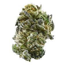 When your parent strains are rock stars, there's a good chance that you'll be one too. Gsc Aka Girl Scout Cookies Weed Strain Information Leafly