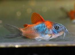 Kirys Orange Venezuela Corydoras Wysylka Akwa Fan In 2020 Aquarium Fish Tropical Fish Aquarium Freshwater Aquarium