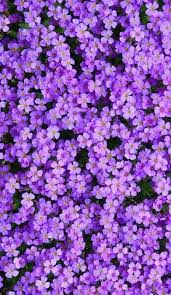 Wallpaper Backgrounds Beautiful Flowers Wallpapers Purple Aesthetic Purple Wallpaper