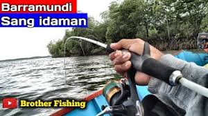 Berikut adalah tips dan trik mancing ikan kakap putih atau barramundi untuk sobat angler semua berdasarkan pengalaman saya sebagai pemula mancing kakap putih dan alhamdulillah selalu ampuh dan. Perjuangan Mancing Kakap Putih Di Musim Hujan Umpan Udang Hidup Youtube