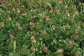 Image result for Trifolium spumosum